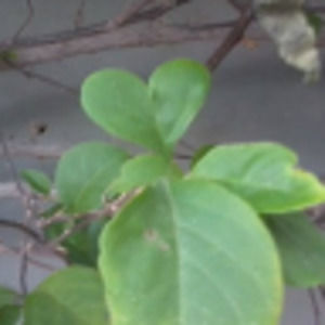 Meet your Posher, Ahisa